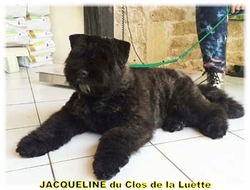 JACQUELINE du Clos de la Luette © copyright depose